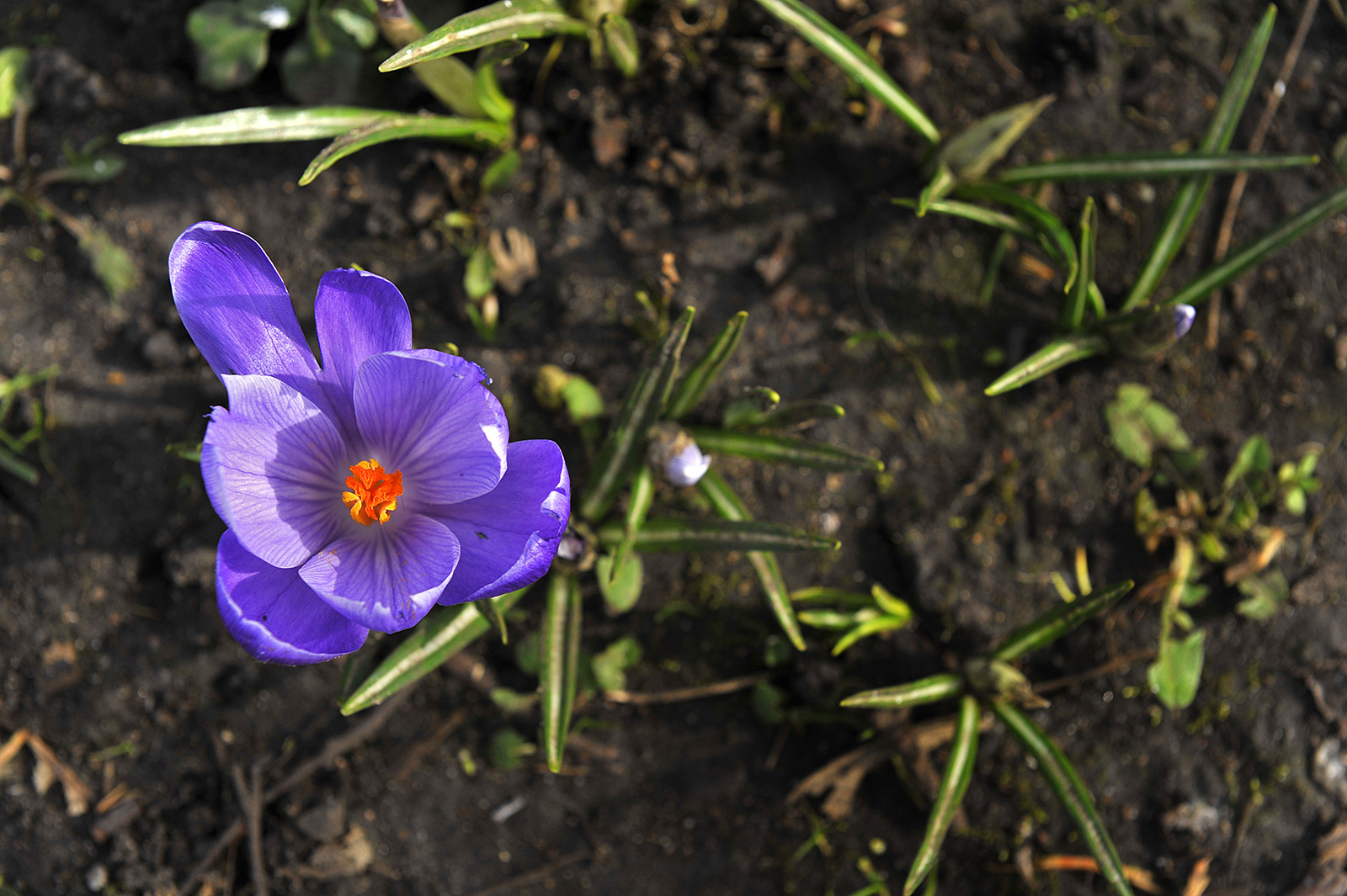 A photo of a crocus